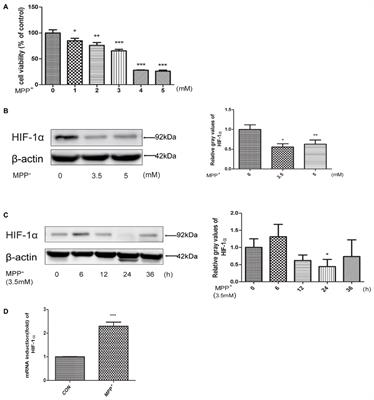 Therapeutic Potential of a Prolyl Hydroxylase Inhibitor FG-4592 for Parkinson’s Diseases in Vitro and in Vivo: Regulation of Redox Biology and Mitochondrial Function